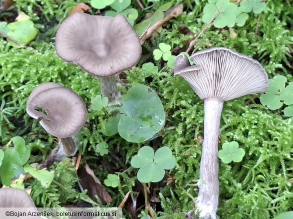 Pseudoclitocybe cyathiformis