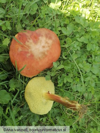 Rheubarbariboletus armeniacus