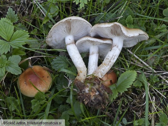 Pholiota lubrica