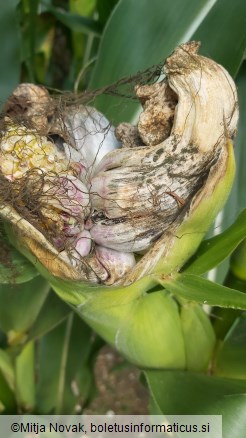 Mycosarcoma maydis