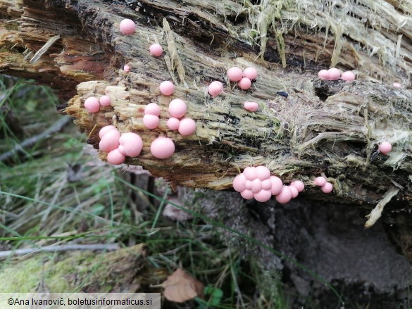 Lycogala epidendrum