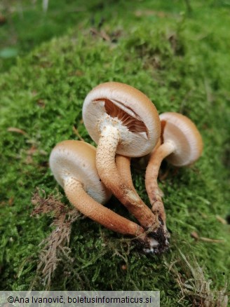 Kuehneromyces mutabilis