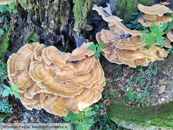 Meripilus giganteus