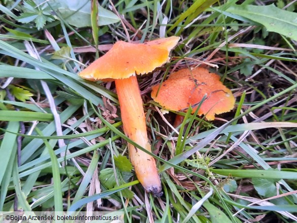 Hygrocybe intermedia