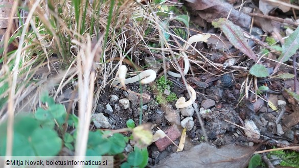 Clavaria fragilis