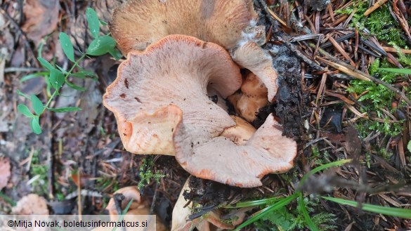 Hypomyces lateritius