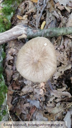 Megacollybia platyphylla