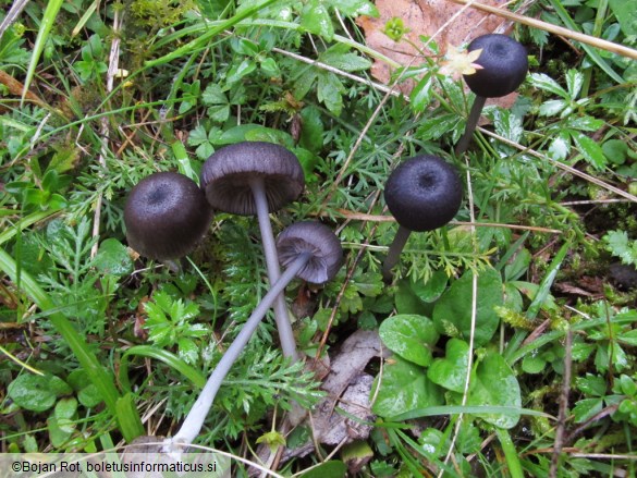 Entoloma serrulatum