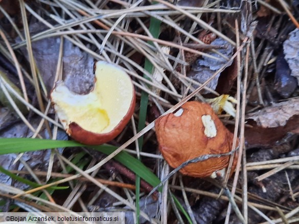 Suillus granulatus