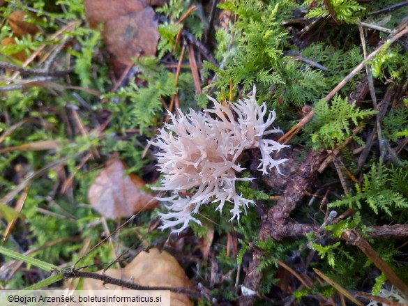 Clavulina coralloides