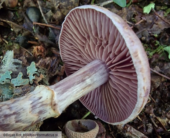 Cortinarius torvus