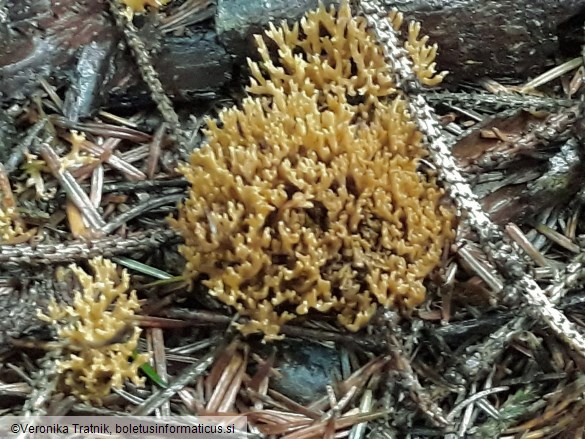 Ramaria abietina