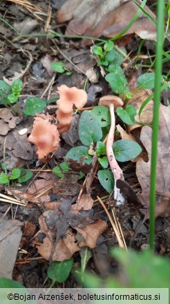 Laccaria laccata