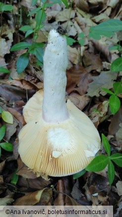 Russula olivacea