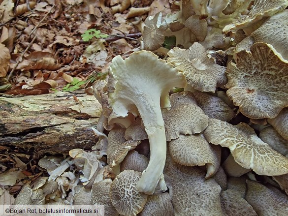 Polyporus umbellatus