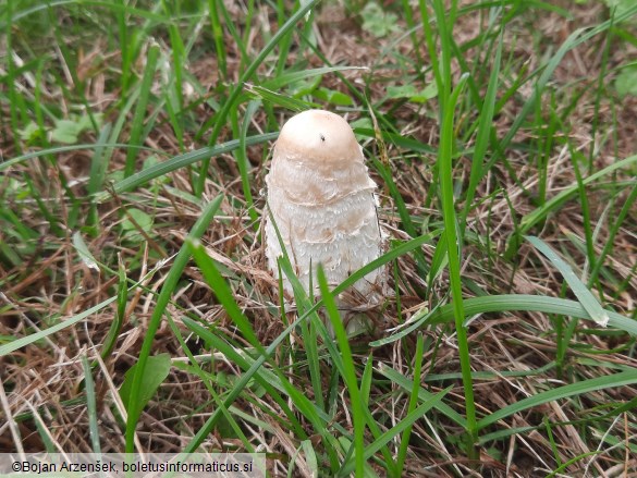 Coprinus comatus