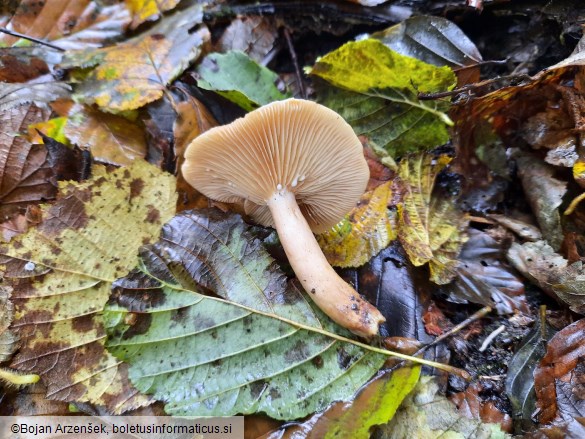 Lactarius pyrogalus