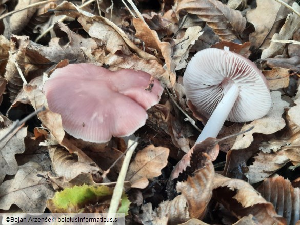 Mycena rosea