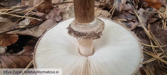 Chlorophyllum olivieri