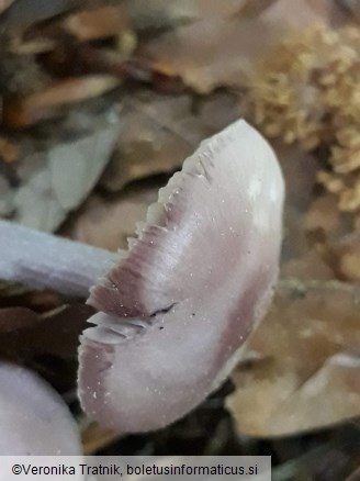 Mycena pura