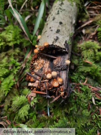 Crucibulum laeve
