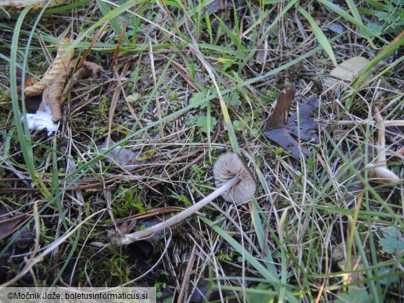 Entoloma hebes