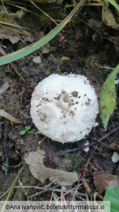 Amanita strobiliformis