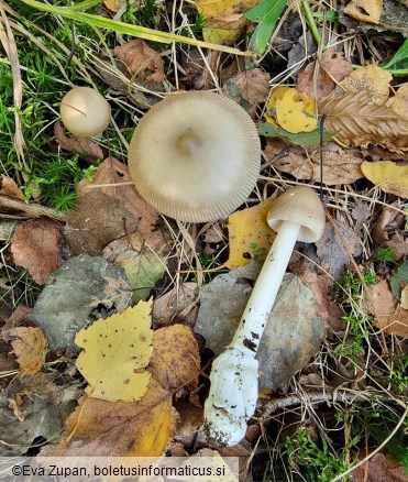 Amanita betulae