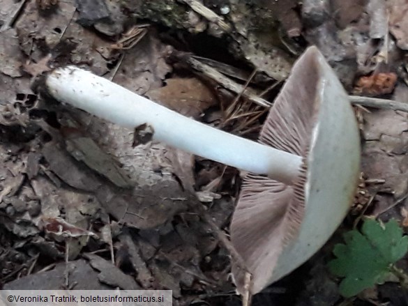 Psathyrella candolleana