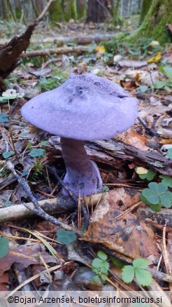 Cortinarius violaceus