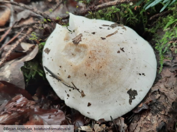 Hygrophorus penarius