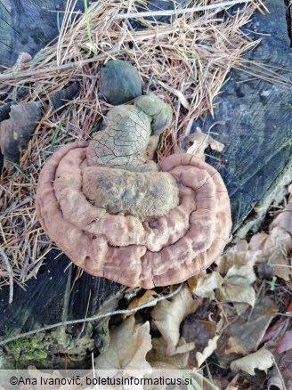 Ganoderma carnosum