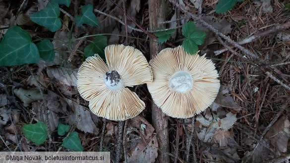 Russula integra