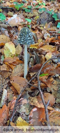 Coprinopsis picacea