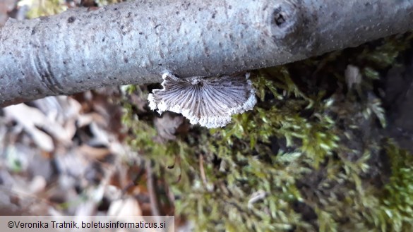 Schizophyllum commune