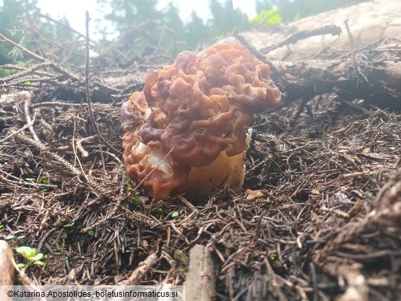 Gyromitra esculenta