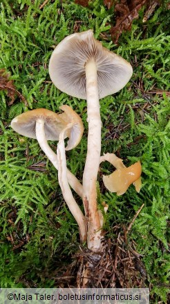 Hypholoma capnoides