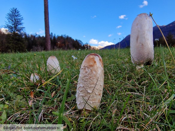 Coprinus comatus