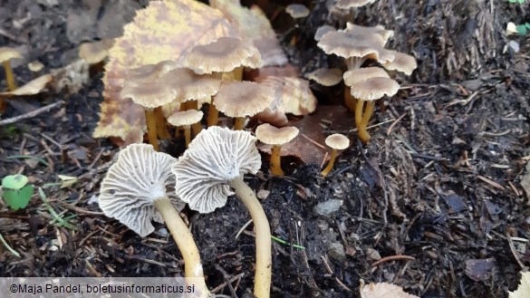 Cantharellus tubaeformis