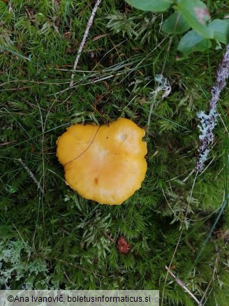 Cantharellus cibarius