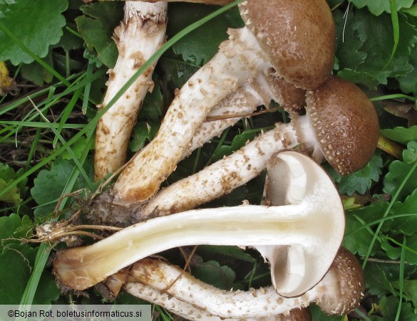 Pholiota gummosa