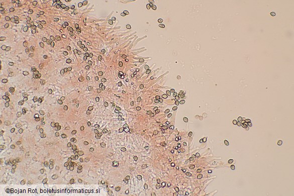 Deconica crobula