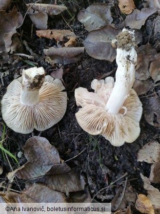 Entoloma rhodopolium