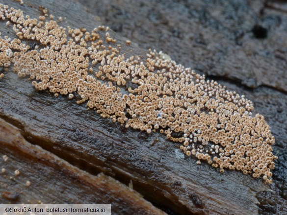 Merismodes anomala