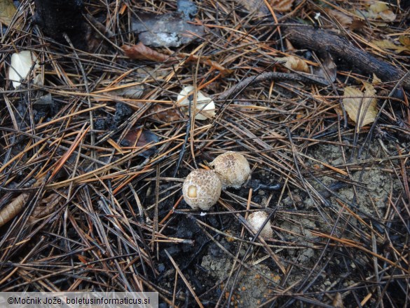 Coprinellus ellisii