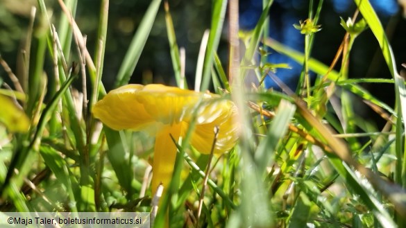 Hygrocybe ceracea