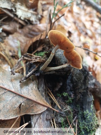 Galerina marginata