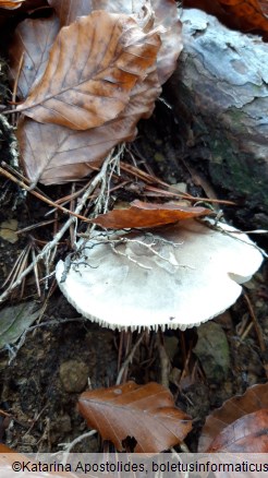 Tricholoma saponaceum