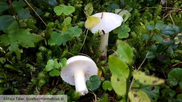 Hygrophorus chrysodon