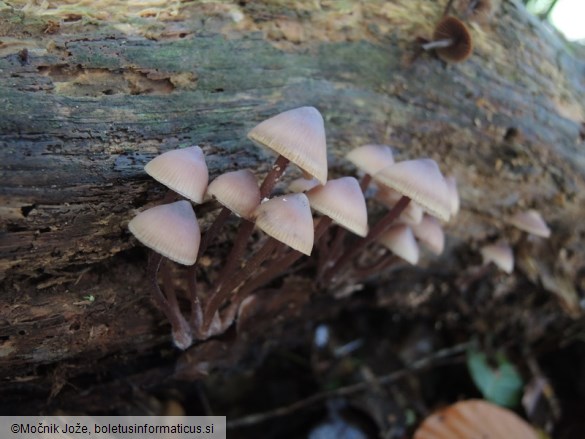 Mycena haematopus